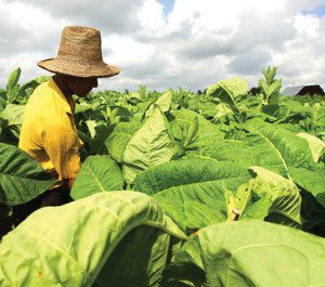 Tobacco-farmers