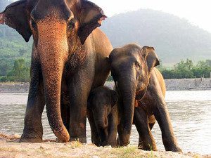 gajah