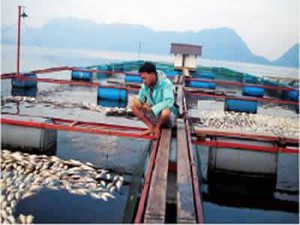 ikan mati di maninjau