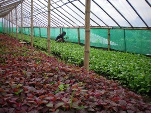 agribisnis
