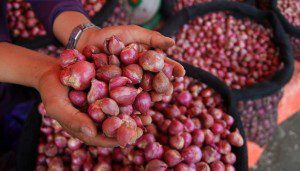bawang merah
