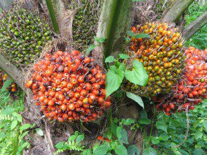 kelapa-sawit[1]_0