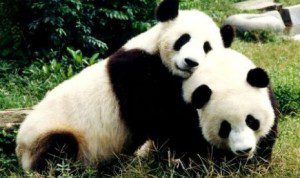 panda