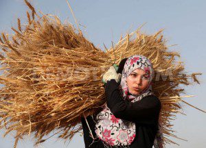 palestinian-farmers