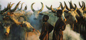cattle africa
