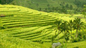 hamparan-sawah-berundak-jatiluwih
