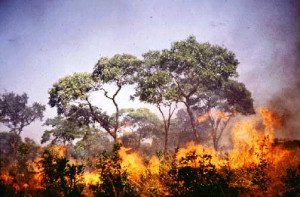 kebakaran hutan