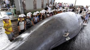 main_whale_2