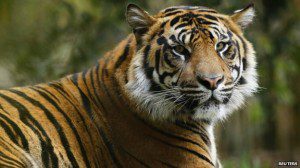 harimau