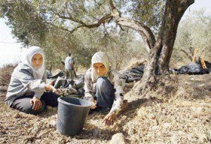 wanita palestina di kebun zaitun