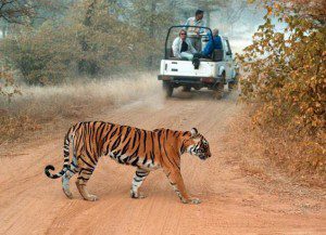 harimau india
