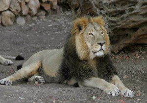 Indian lions pictures