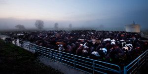 dairy-industry