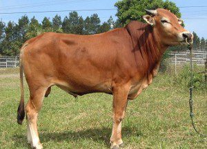 sapi