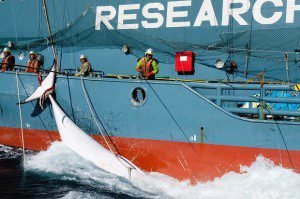 whale hunting