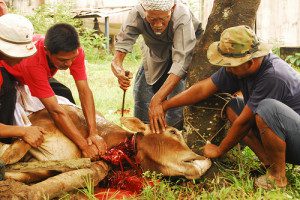 Qurban
