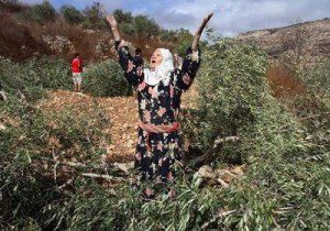 palestina pohon zaitun