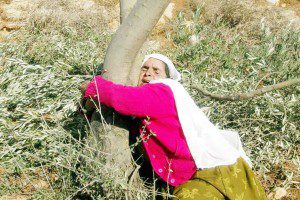 palestina pohon zaitun2