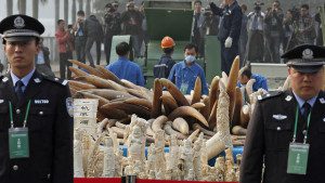china_ivory_AP889660435974