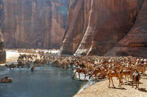 Eksotika Guelta d’Archei,