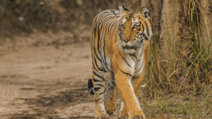 macan india