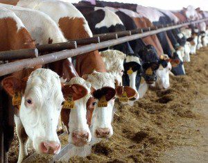 sapi australia