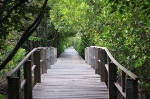 Foto: Mangrove di Bali yang menjadi tujuan wisata