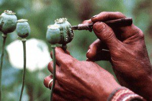 opium