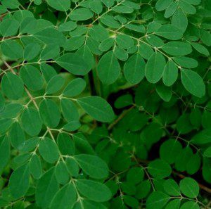 Daun Kelor