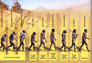 evolusi manusia
