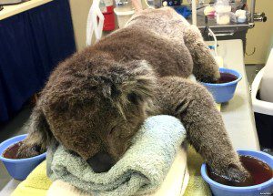 koala