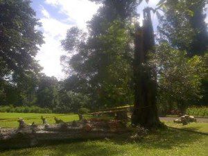 pohon tumbang di KRB (foto:Detik.com)