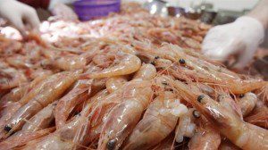 udang