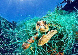 turtle_entangled