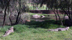 buaya padang golf