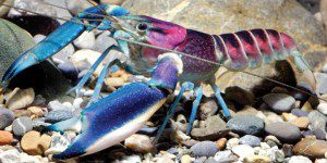 Lobster/Zookeys