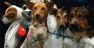 anjing cina