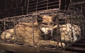 dog-meat-trade_3326489b