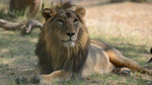 singa india