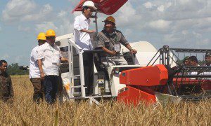 Jokowi Panen Perdana di Merauke