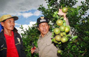 Bupati Batola memanen jeruk (foto: Antara)