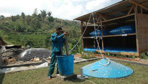 kotoran sapi