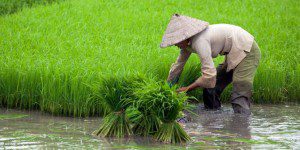 petani